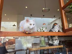 -有猫主题·治愈系猫咖(曾厝垵店)