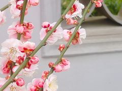 -无锡梅园公园