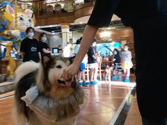 -more than meow吴止猫主题餐厅(承德 中船汇店)