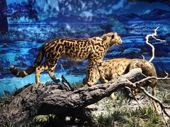 -国家自然博物馆