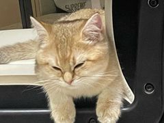 -猫大福·Fortune Cat猫舍(百子湾店)