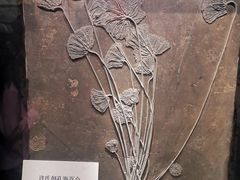 -大连自然博物馆