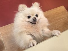 -和它·交个朋友·狗咖猫咖(爱琴海店)