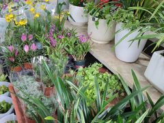 -桂林市花鸟市场