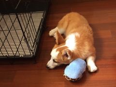 -1013 PET SHOP 宠物商店(近铁城市广场店)