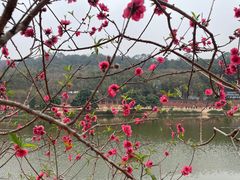 -南国桃园旅游度假区