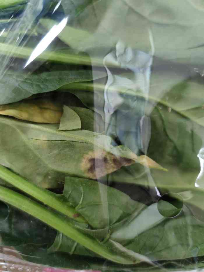 菠菜烂成啥样了,就送来了.