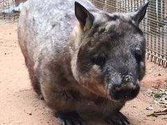 -费瑟代尔野生动物园