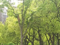 -新江湾城公园