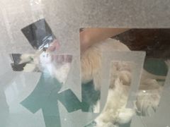 -全心全意连锁动物医院·微创中心·内科急重症·心脏专科(丰管路店)