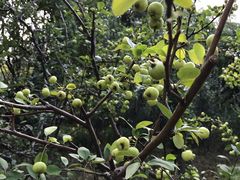 -昆山城市生态森林公园