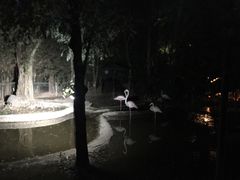 -清迈夜间动物园