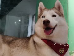 -Husky Go! 哈士奇体验馆·宠物咖啡厅狗咖
