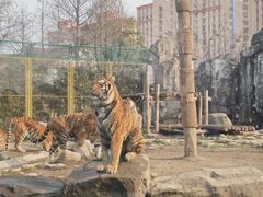 -上海野生动物园