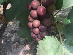 -马陆小张葡萄园农家乐