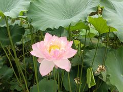 -吴老幺火锅(金龙店)