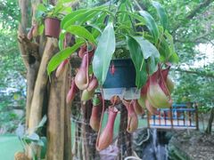 -呀路古热带植物园