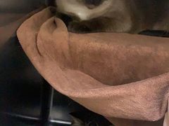 -瑞鹏宠物医院·微创内窥镜·骨外科·牙科(翠竹分院)