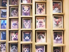 -CAT’S MEWSTAR CAFE·喵星球猫屋(晴湾咖啡店)