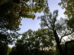 -上海共青森林公园