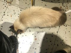 -喵喵咪呀布偶猫咖(春熙路店)