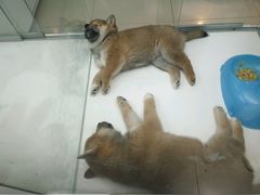 -乐宠宠物店(世纪金源店)