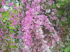 -深圳国际园林花卉博览园