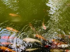 -珠海圆明新园