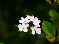 景点-铁山坪森林公园