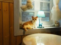 景观位-猫色咖啡·猫咖