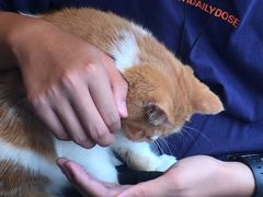 -绒爪撸猫下午茶·猫咖