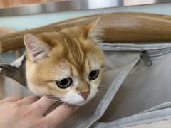 -宠福鑫动物医院(城北分院)