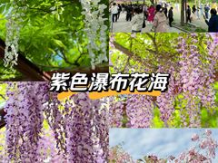 -嘉定紫藤园