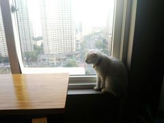 -东方名猫馆·英短金渐层布偶猫舍(环线广场1号楼店)