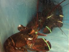 -国家五钻酒家·西樵旺阁渔村(西樵店)