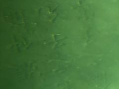 -白鹤梁水下博物馆