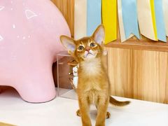 -猫十亿·布偶金渐层·曼基康矮脚猫舍(青年路店)