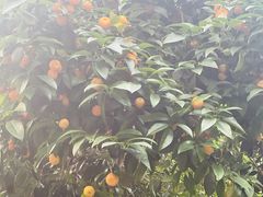 -呀路古热带植物园