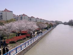 -高东镇樱花园