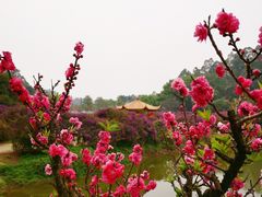 -南国桃园旅游度假区