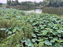 -上海市保健医疗中心