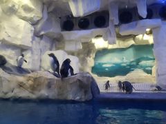 -华夏文旅海洋公园