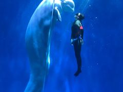 -芜湖新华联大白鲸海洋公园