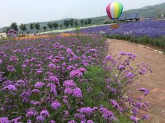 -薰衣草NE庄园