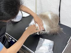 -乐琪宠物医院·犬猫专科·骨外科·急重症