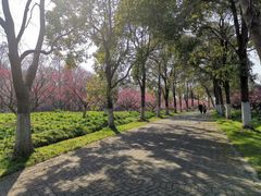 -上海海湾国家森林公园