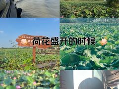 -焦岗湖旅游度假区