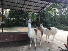 -深圳野生动物园