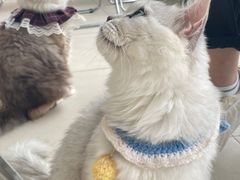 -怪兽屋·羊驼·猫咖·狗咖(俊华广场店)