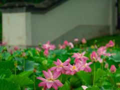 -陶然亭公园
